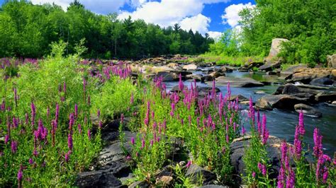 Mountain River Stone Forest Trees With Green Purple Flowers Of Lupine Spring Hd Wallpaper