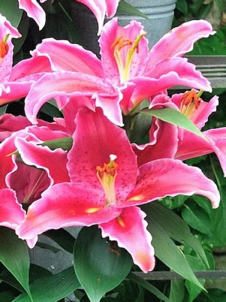 Buy Lily Bulbs Sunny Martinique Oriental Lily Gold Medal Winning