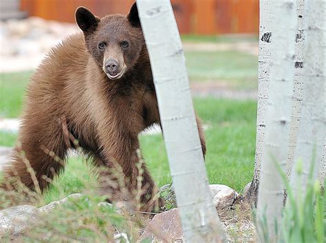 Bear Euthanized In Southern Colorado After Pouncing On Womans Tent