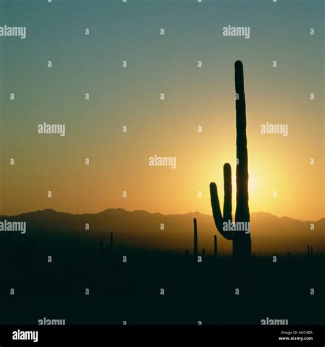 Saguaro Cactus Silhouette Stock Photo Alamy