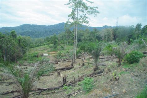 Deforestation In Malaysia Accelerating Faster Than Anywhere In The