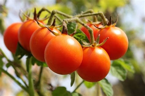 Tomato Growing Tips Have A Successful Tomato Garden This Year