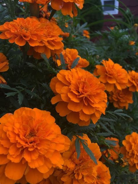 Plants Are Friends Orange Wallpaper Flower Aesthetic Orange Aesthetic