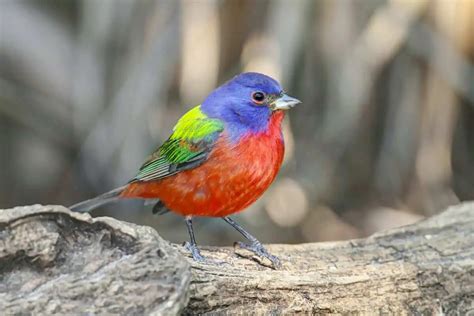 15 Facts About Painted Buntings With Photos Bird Feeder Hub