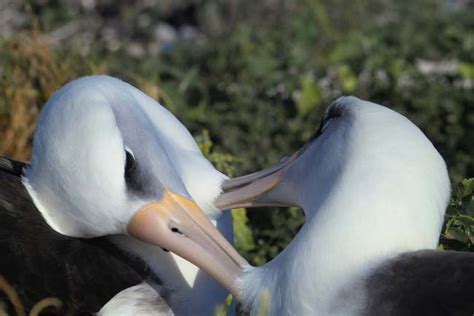 The Lesbian Laysan Albatross Blogging About Animal Behaviour 2010