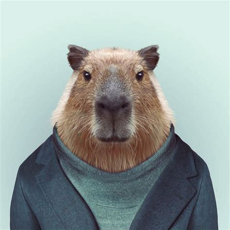 18 Best Capybaras Images On Pinterest Capybara Animaux And Animais