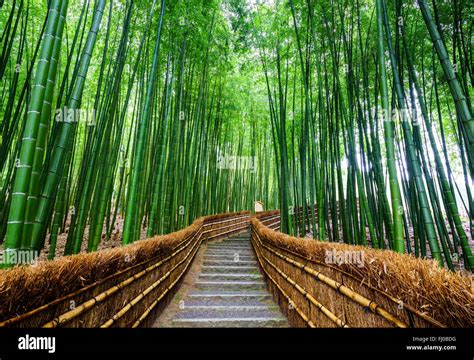 Path To Bamboo Forest Arashiyama Kyoto Japan Stock Photo Alamy