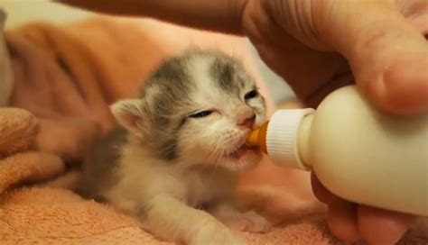 If you've been waiting for kittens to be old enough to adopt, you'll probably be pretty excited by this time. These two-week-old kittens, aptly named "The Starks" for ...