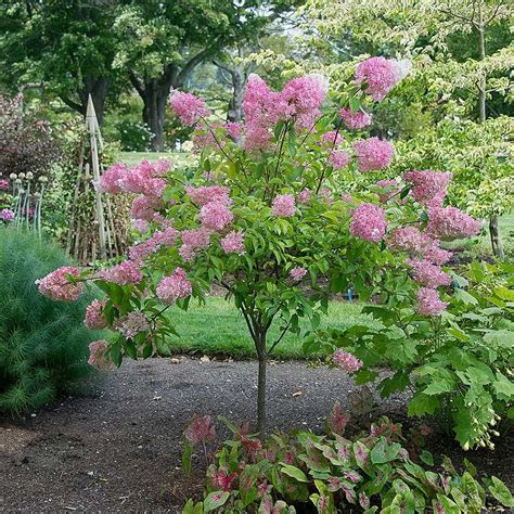 Zone 6 Shrubs And Vines White Flower Farm