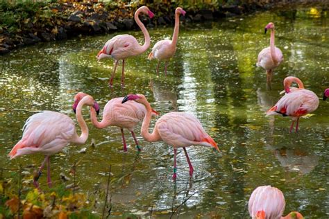 Flamingo Bird Animal Greater Flamingos Phoenicopterus Roseus Landing