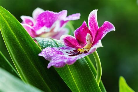 Miltonia And Miltoniopsis Pansy Orchids Care Guide Brilliant Orchids