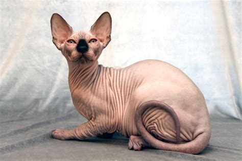 Strange Breeds Of Hairless Cats Featured Creature