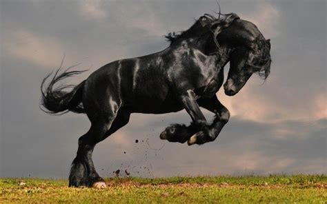 Black Mustang Horse Beautiful Horses Horses Mustang Horse