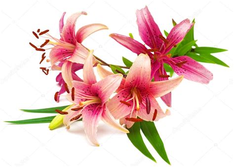 Beautiful Pink Lilies Flowers Stock Photo By ©flowerstudio 88431678