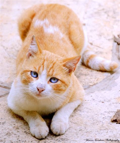 Golden Tabby Cat With Blue Eyes