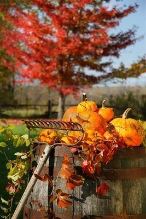 Autumns Colorful Harvest With Beautiful Red Maple Tree In Background