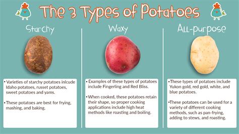 Potatoes Varieties Uses Recipes Kids Are Great Cooks