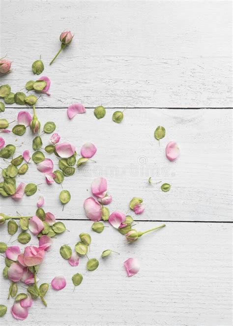 Vertical Flat Lay Background Of Scattered Rose Petals Buds And Tiny