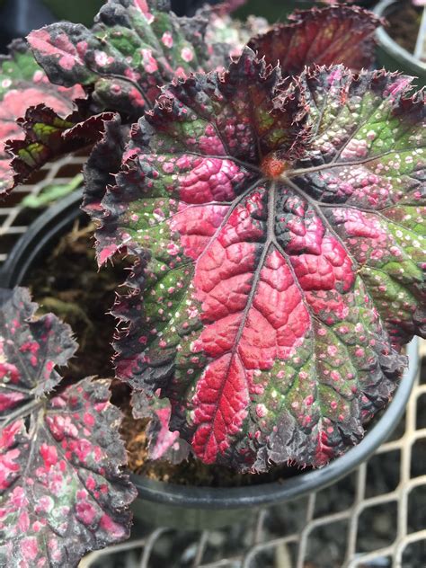 Growing Painted Leaf Begonias Begonia Rex Like A Pro — Gardening