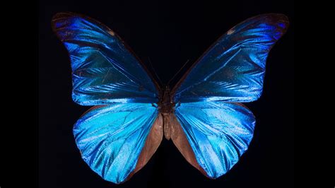 What Gives The Morpho Butterfly Its Magnificent Blue Youtube