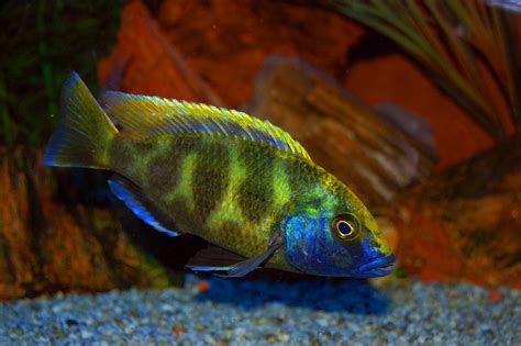 Cichlid Tropical Fish Wallpapers Hd Desktop And Mobile Backgrounds
