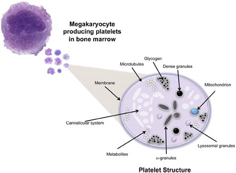 Platelet Structure Platelets Have Multiple Surface Receptors A