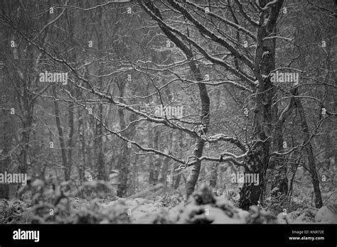 Snow Covered Trees In A Forest Clearing Stock Photo Alamy