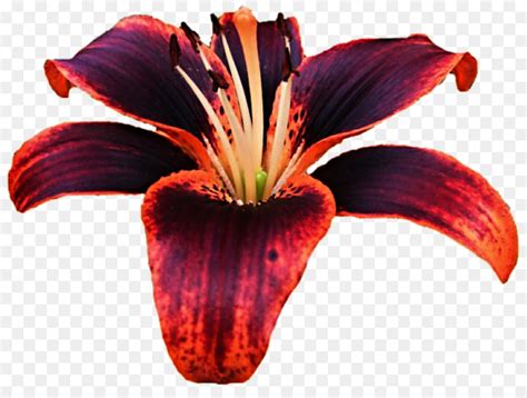 Lilium Bulbiferum Tiger Lily Flor png transparente grátis