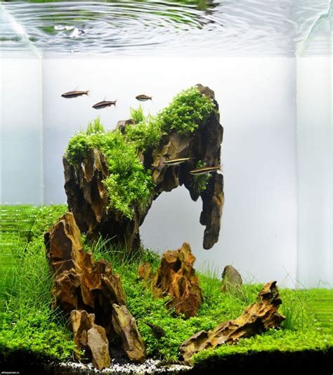 All the materials and resources you need to create your dream aquascapes at reasonable prices. Nano Aquascape Aquarium - Aquascape Ideas