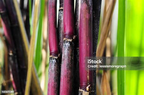 Red Sugar Cane Stock Photo Download Image Now Agriculture Asia