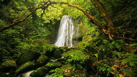 Water Fall In The Forest Hd Wallpaper