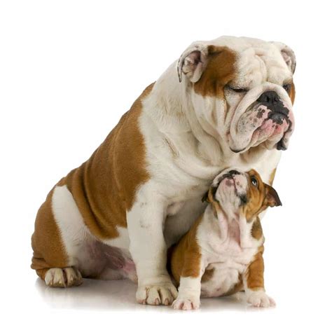 Still want a bulldog puppy? English Bulldog Price Tips - What's The True Cost of An ...