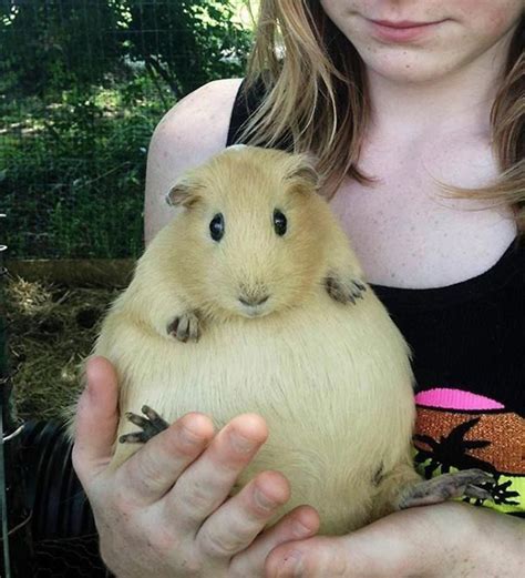 These Perfectly Round Animals Will Melt Your Heart 8 Women Daily Magazine