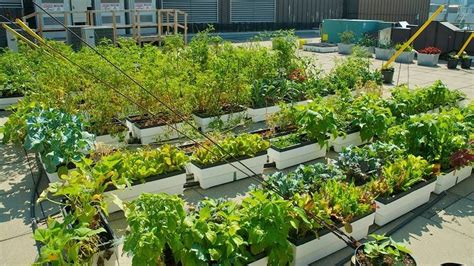 22 Rooftop Vegetable Garden Ideas To Try This Year Sharonsable