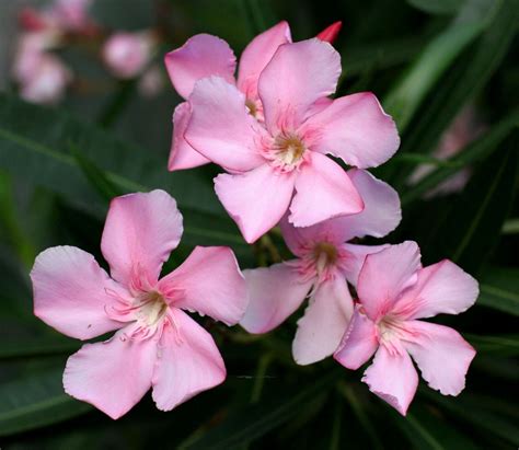 Light Pink Oleander Nerium Oleander Organic 20 Seeds Etsy