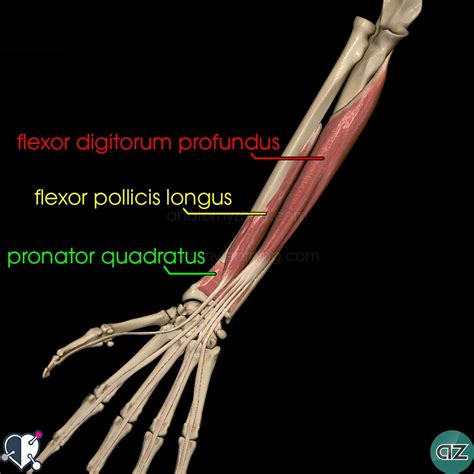 Ninja nerds,join us in this video where we use a model to show the anatomy of the shoulder, arm, wrist, and hand muscles. Name Muscles In Arm : Left Arm Muscle Anatomy - It contains many separate muscle groups, and ...
