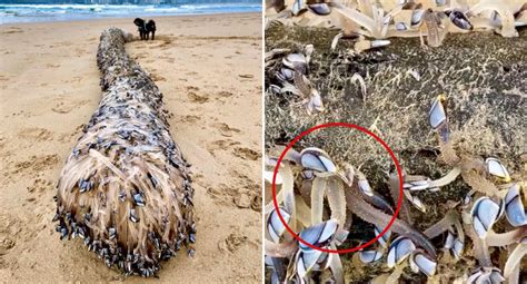 Amazing Sea Creatures Wash Up On Sydney Beach