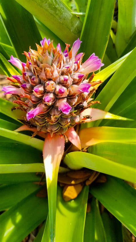 Pineapple Plant Flowering In A Few Months This Will Grow Into A Juicy Pineapple Zone 9b Last