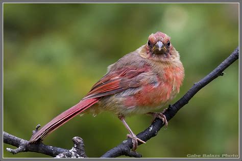 Juvenile Male Cardinal 2 Flickr Photo Sharing