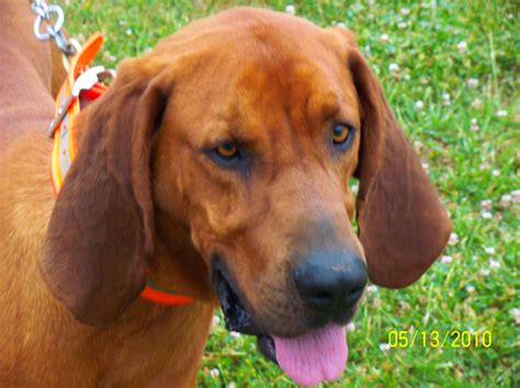 Redbone Coonhound Greatdogsite