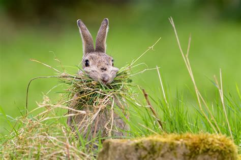 Download Grass Animal Rabbit Hd Wallpaper