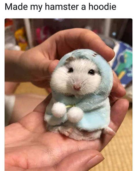 Found A Cute Hamster Meme Rhamsters