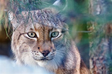 Sdz Siberian Lynx Lynx Lynx Wrangeli At San Flickr