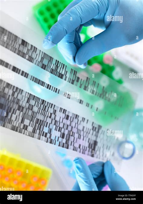 Dna Sequencing Gel Hi Res Stock Photography And Images Alamy