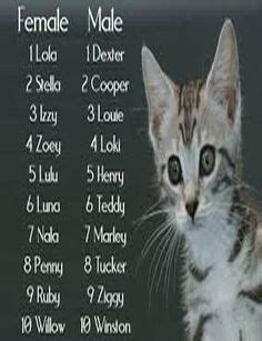 Cute cats, cuter followers home ask me anything archive submit your cute cat or yourself! 43 Best Cat Names images | Girl cat names, Cute cat names ...