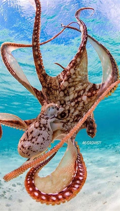 Pretty Octopus Sea Fantasy Hd Phone Wallpaper Peakpx