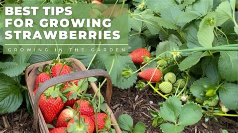 How To Plant And Grow Strawberries Plus Tips For Growing Strawberries