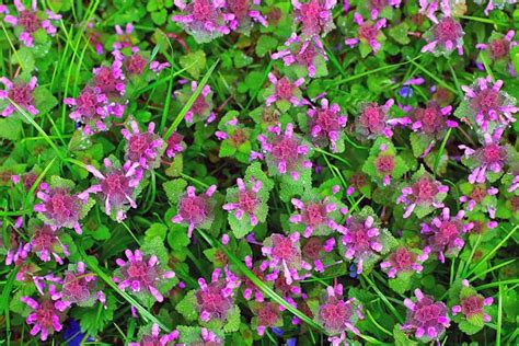 Weeds With Purple Flowers Revkesil