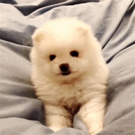 Puppy Pomeranian Gif By Jess Find Share On Giphy My XXX Hot Girl