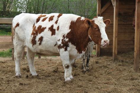 Pin On German 2 Cattle Breeds